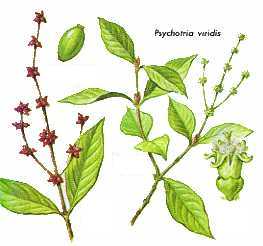 psychotria viridis