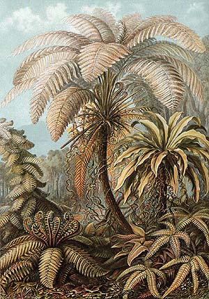 Alsophila by Ernst Haeckel