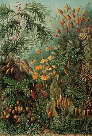Polytrichum by Ernst Haeckel