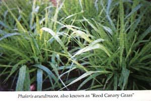 Phalaris arundinacea, also known as Reed Canary Grass